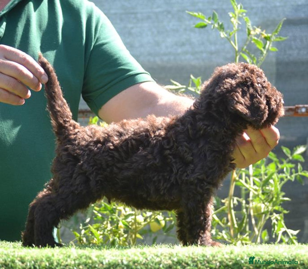 Perro de Agua Español perros en venta: cachorro macho perro de agua español - Imagen 3