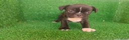 Bulldog Francés perros en venta: Bulldog francés  - Anuncio 4