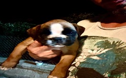 Boxer perros en venta: Boxer - Imagen 10