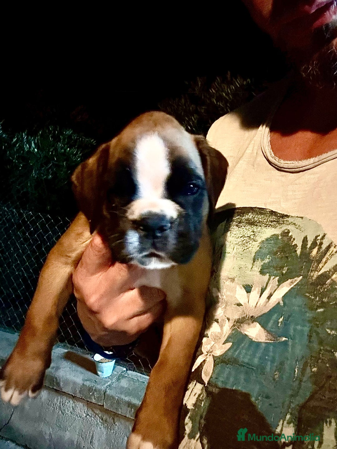 Boxer perros en venta: Boxer - Imagen 10