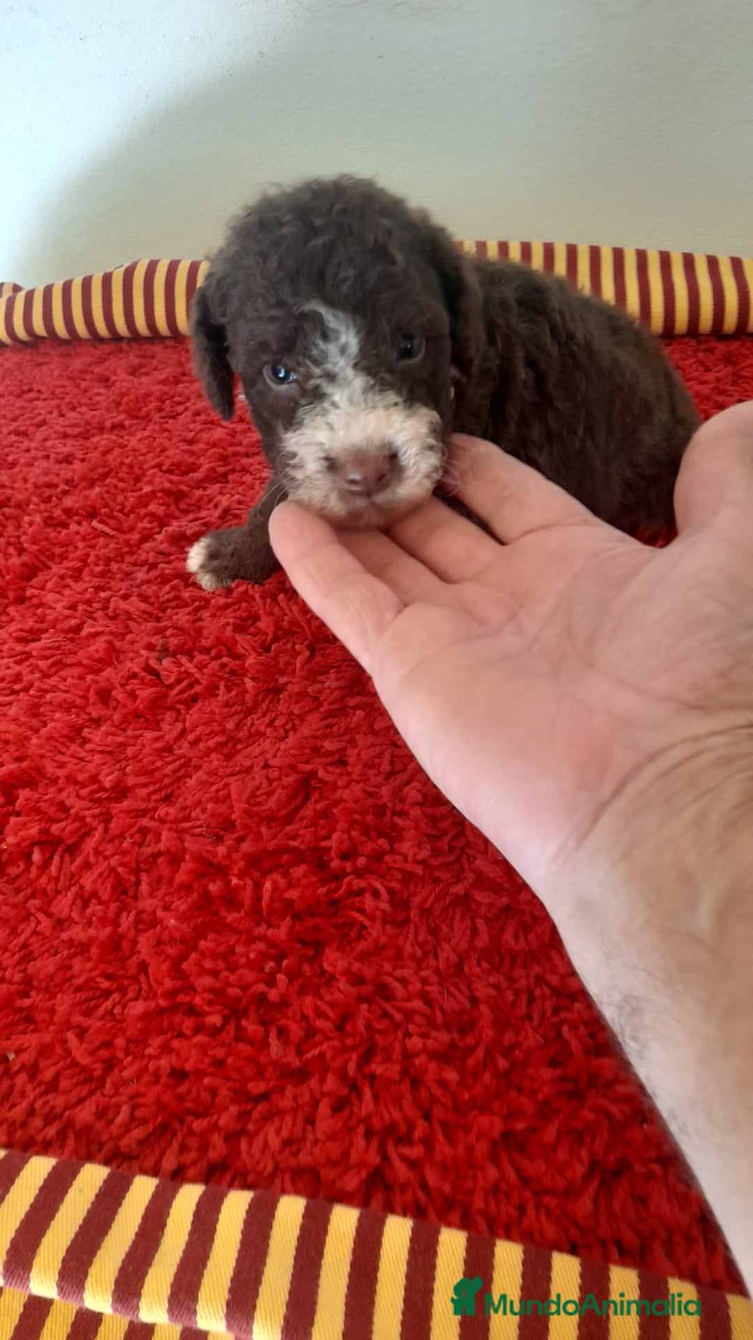 Perro de Agua Español perros en venta: Cachorros perros de agua - Imagen 1