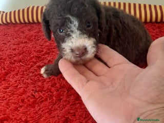 Perro de Agua Español perros - Anuncio 3