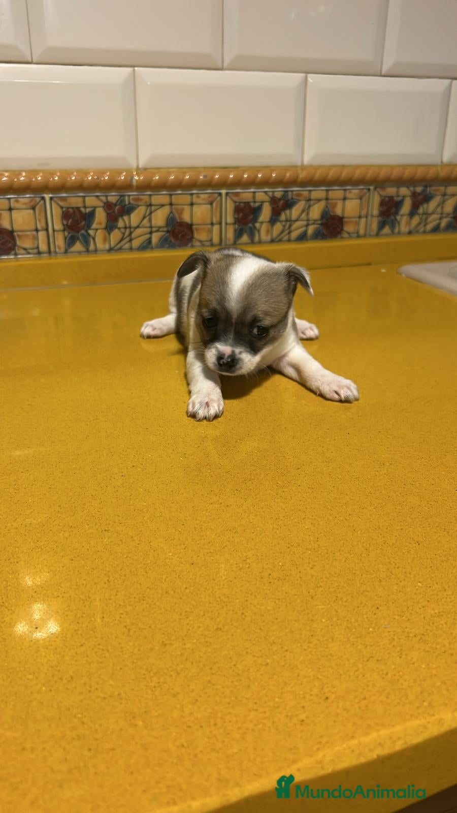 Chihuahua perros Hembra chihuahua toy - Anuncio 5