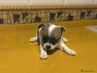Chihuahua perros Hembra chihuahua toy - Anuncio 6