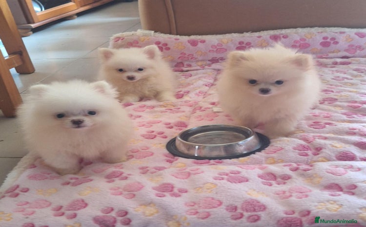 Pomerania perros - Anuncio 1