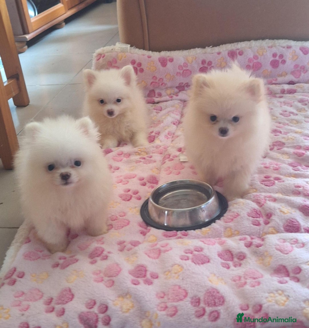 Pomerania perros en venta: Pomerania  - Imagen 1