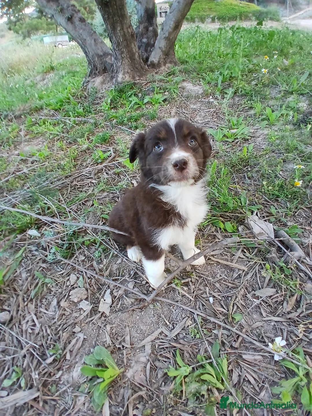 Pastor Miniatura Americano perros en venta: Pastor americano Miniatura  - Anuncio 1