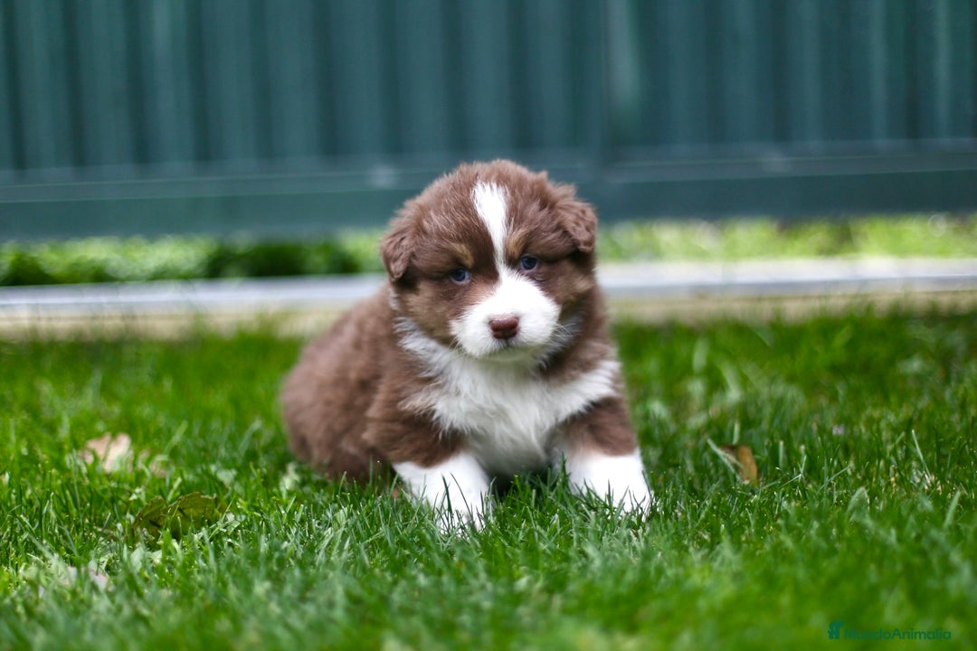 Pastor Australiano perros en venta: Cachorros de Pastor Australiano - Anuncio 5