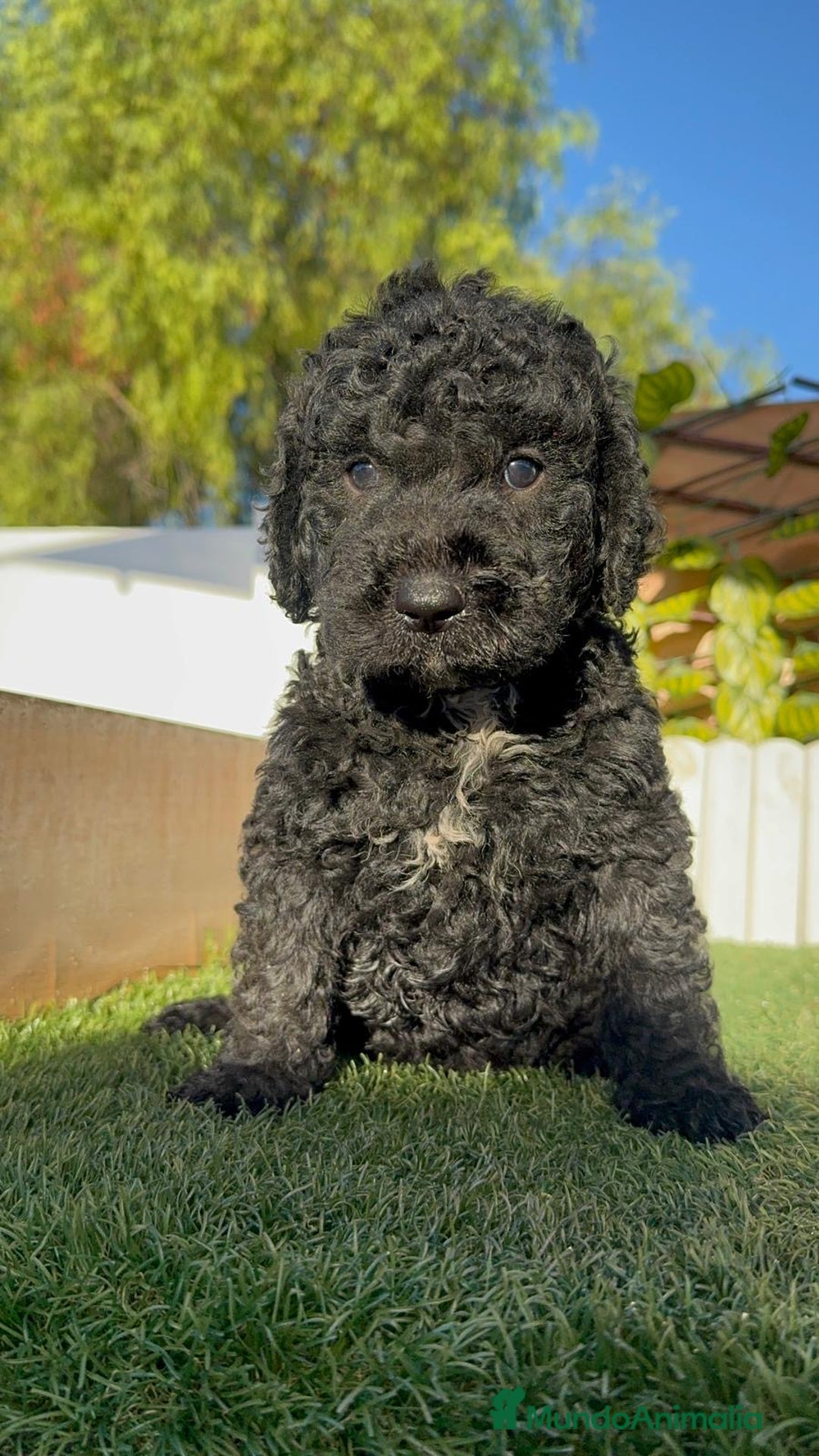 Perro de Agua Español perros en venta: PERRO DE AGUA ESPAÑOL - Imagen 9