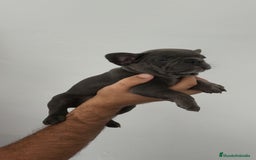 Bulldog Francés perros en venta: Bulldog francés Macho y Hembra disponibles  - Imagen 1