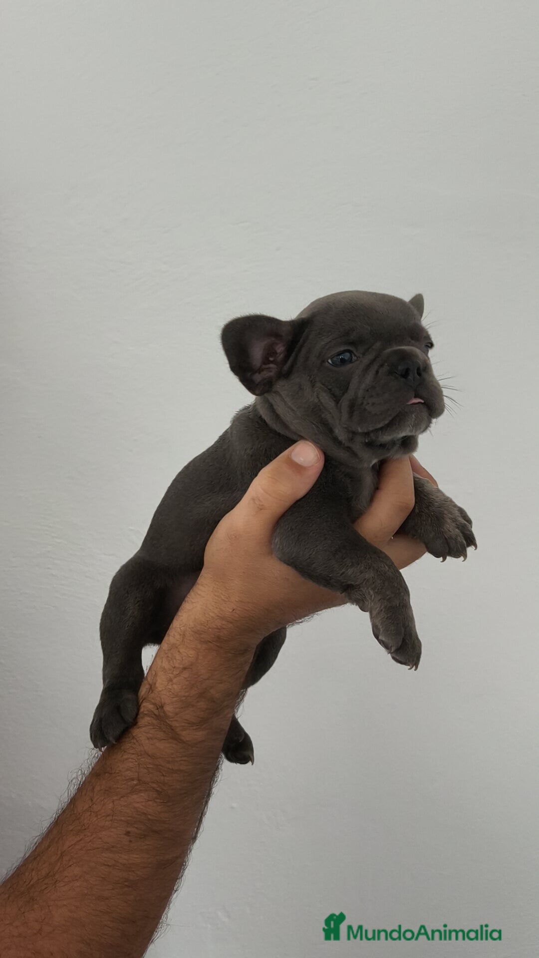 Bulldog Francés perros en venta: Bulldog francés Macho y Hembra disponibles  - Imagen 1