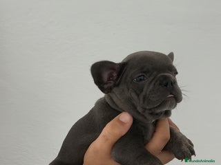 Bulldog Francés perros - Anuncio 4