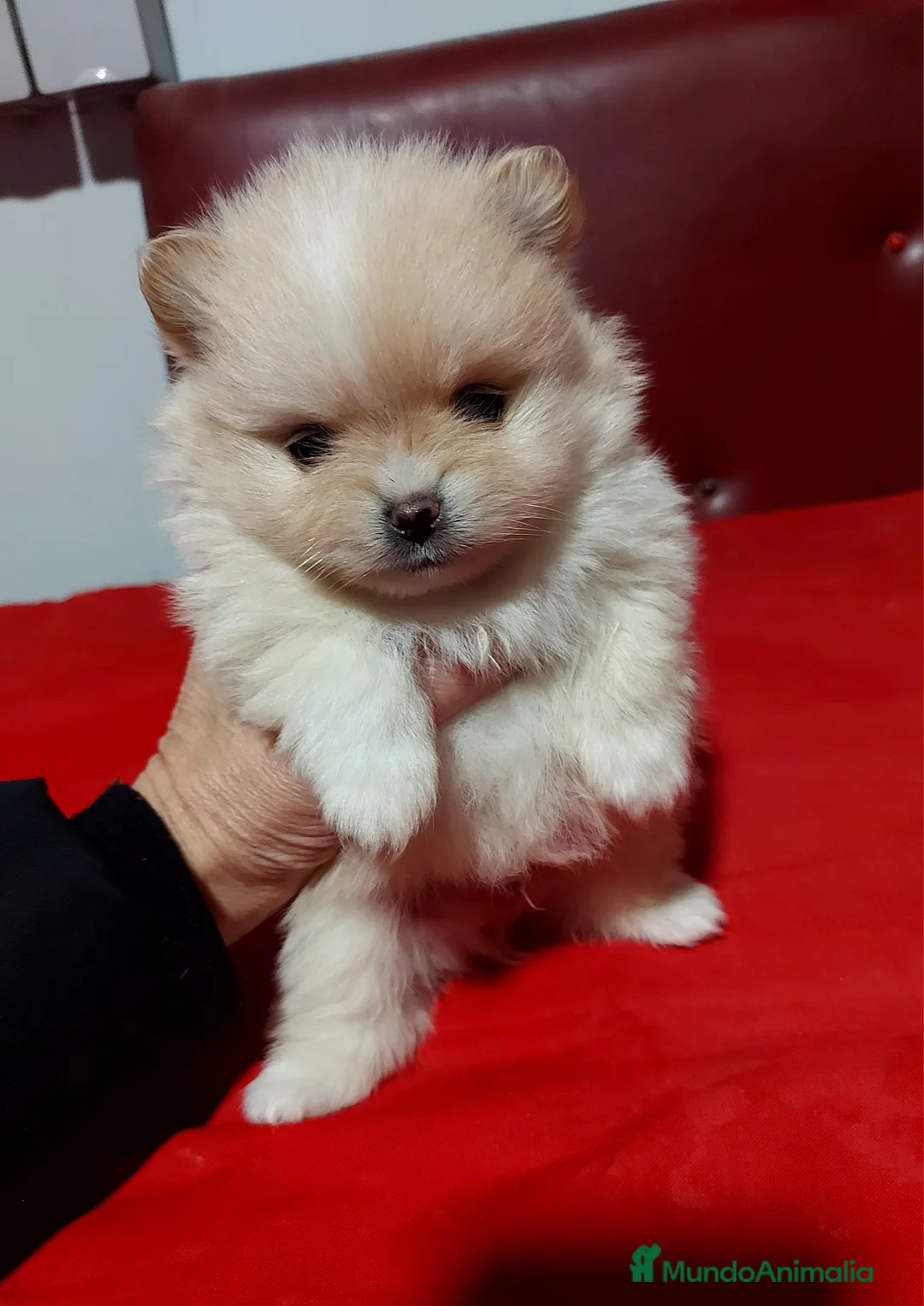 Pomerania perros en venta: Pomerania - Anuncio 2