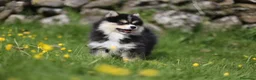 Pomsky perros en venta: Pomsky toy F3 - Anuncio 8