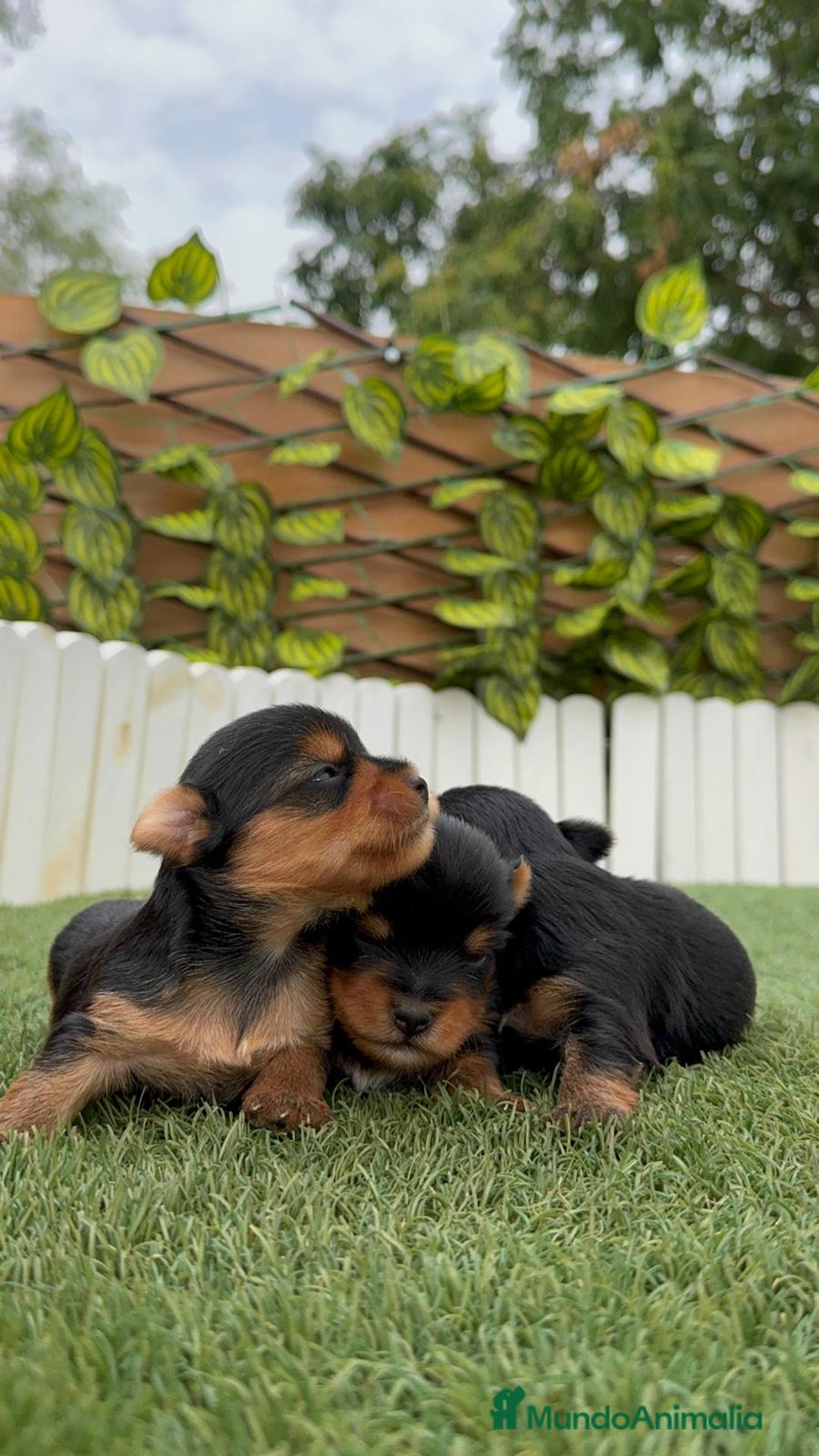 Yorkshire Terrier perros en venta: YORKSHIRE TERRIER MACHOS - Imagen 9