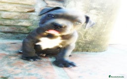 American Staffordshire-Terrier perros en venta: AMERICAN STAFFORD CRIADORES , 608 76 13 65 !! - Imagen 3