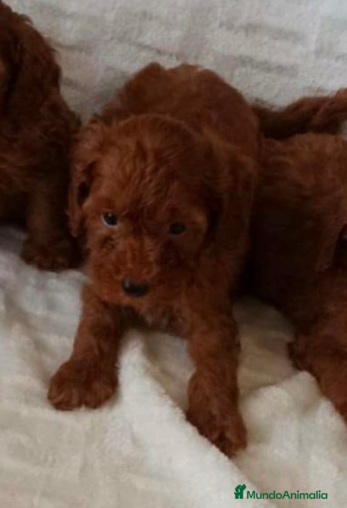 Caniche Toy perros Hembra de caniche apricot toy - Anuncio 5