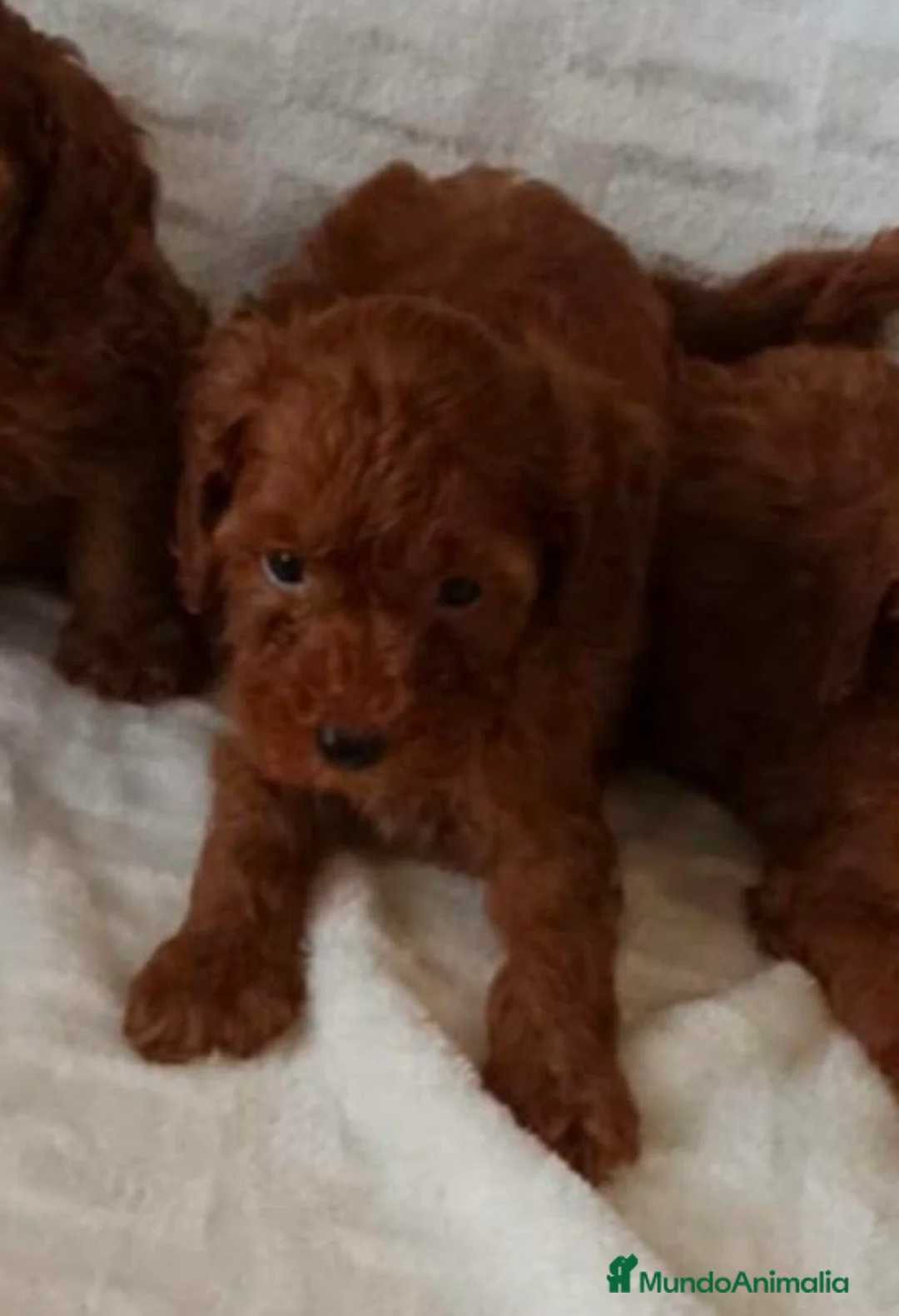 Caniche Toy perros en venta: Hembra de caniche roja toy - Anuncio 1