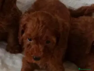 Caniche Toy perros Hembra de caniche apricot toy - Anuncio 5