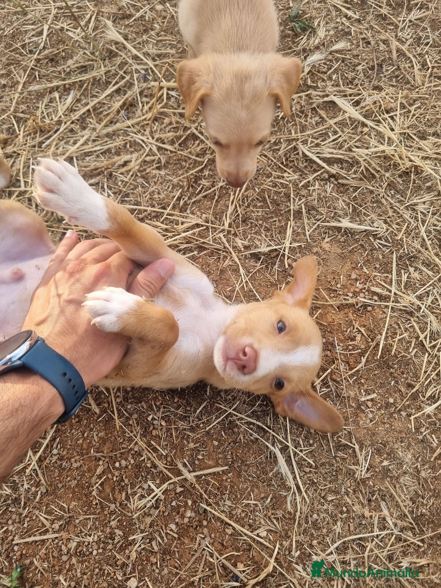 Podenco Andaluz perros Cachorros podenco andaluz puro - Anuncio 1