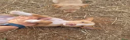 Podenco Andaluz perros en venta: Cachorros podenco andaluz puro - Anuncio 1