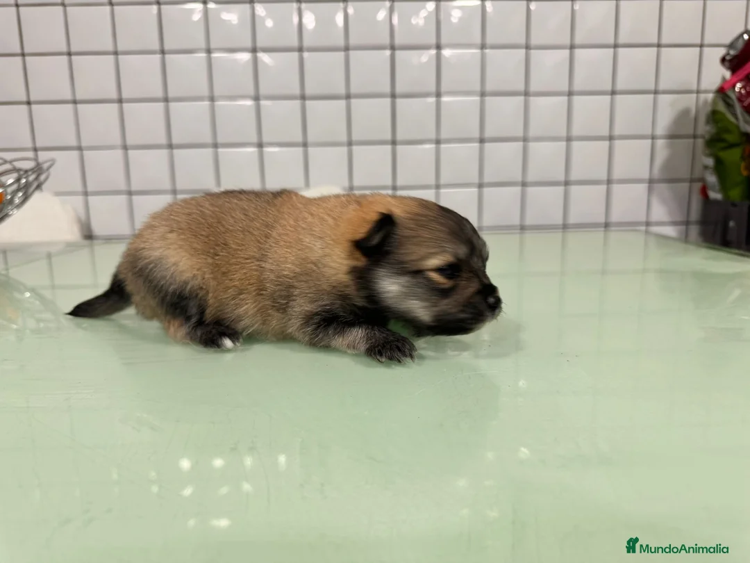 Pomerania perros en venta: pomerania macho toy sable  - Anuncio 7