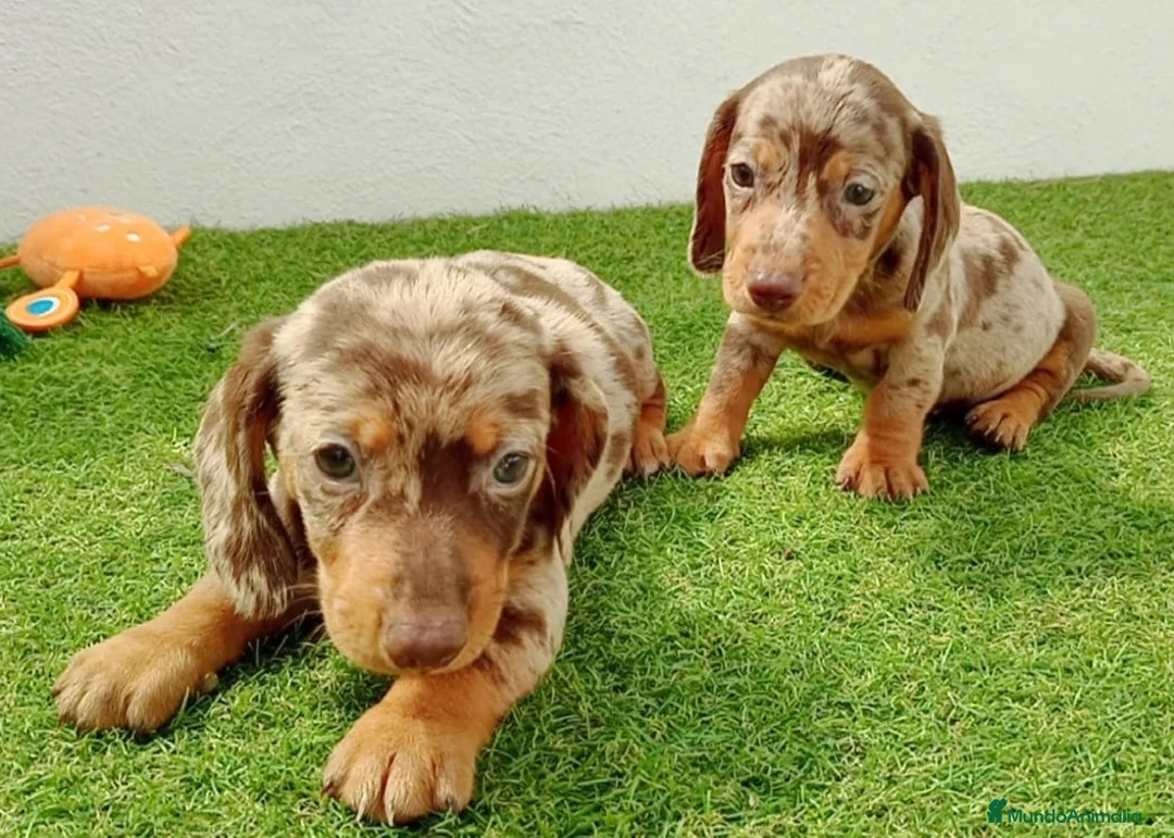 Teckel perros en venta: teckel - Anuncio 1