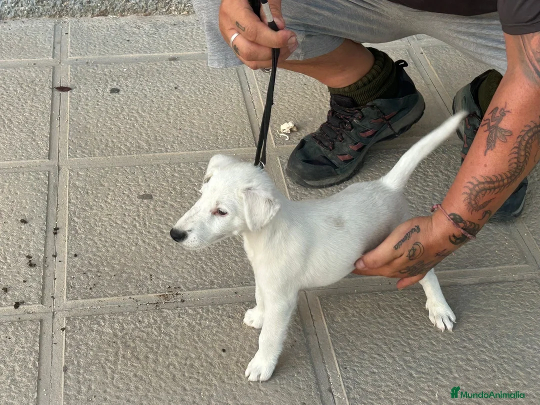 Fox Terrier de Pelo Liso perros en venta: Fox terrier  - Anuncio 7