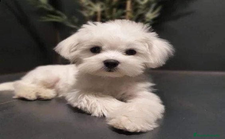 Bichón Maltés perros - Anuncio 1