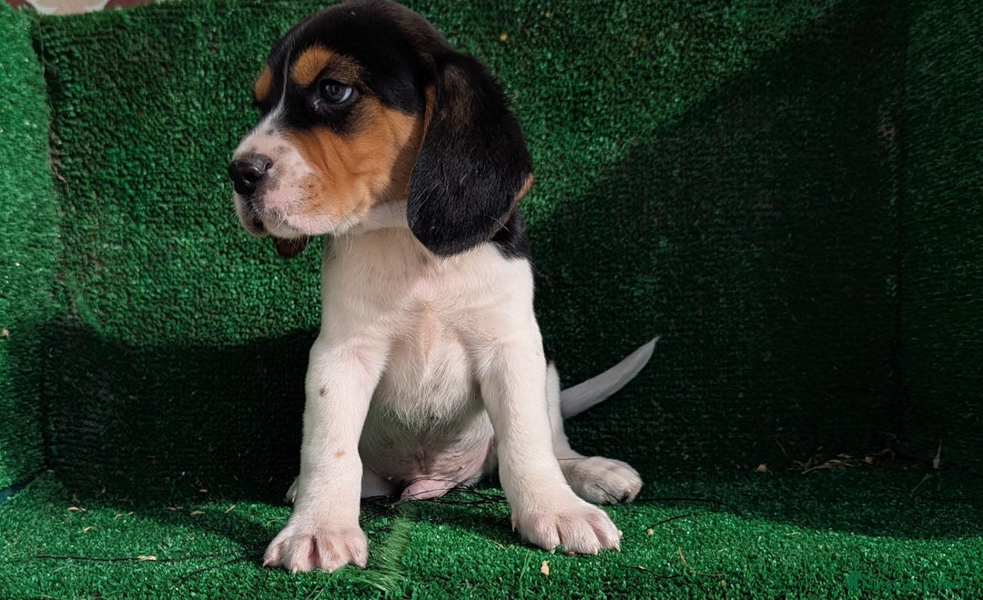 Beagle perros en venta: Beagle - Anuncio 9