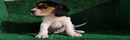 Beagle perros en venta: Beagle - Anuncio 9