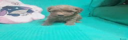 Caniche Toy perros en venta: CANICHE TOY - Anuncio 10