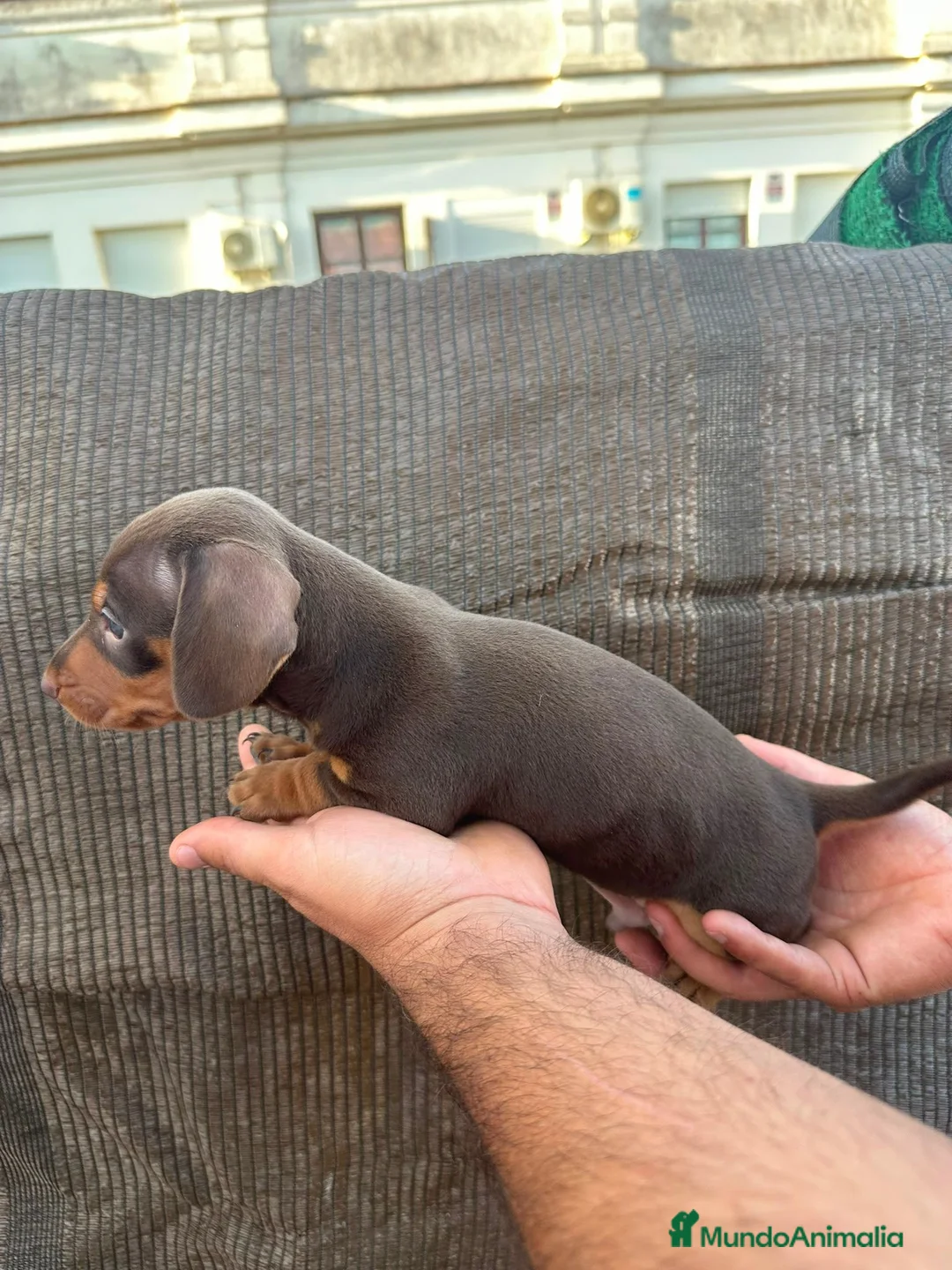 Teckel Miniatura perros en venta: Teckel Kaninchen - Anuncio 1