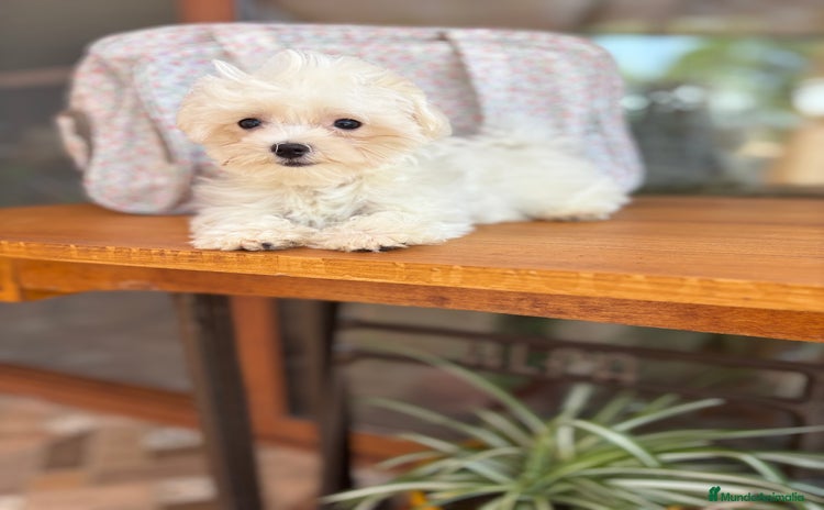 Bichón Maltés perros - Anuncio 11