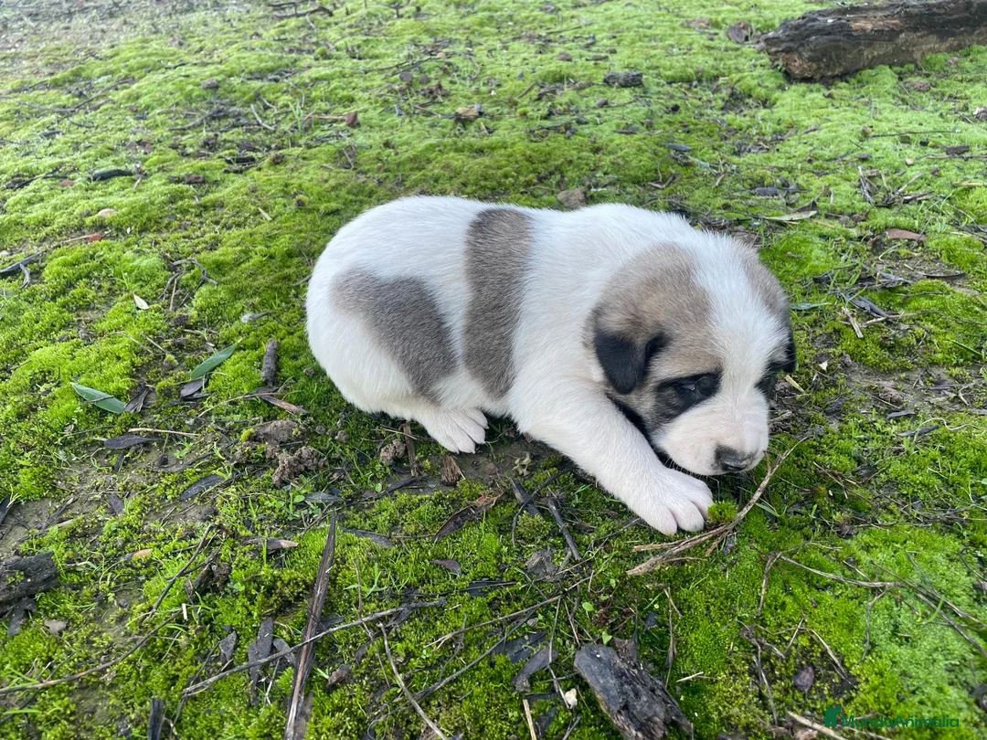 Mastín Español perros en venta: MASTINES  - Anuncio 2
