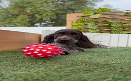 Cocker Spaniel Inglés perros en venta: COCKER RUANO - Imagen 14