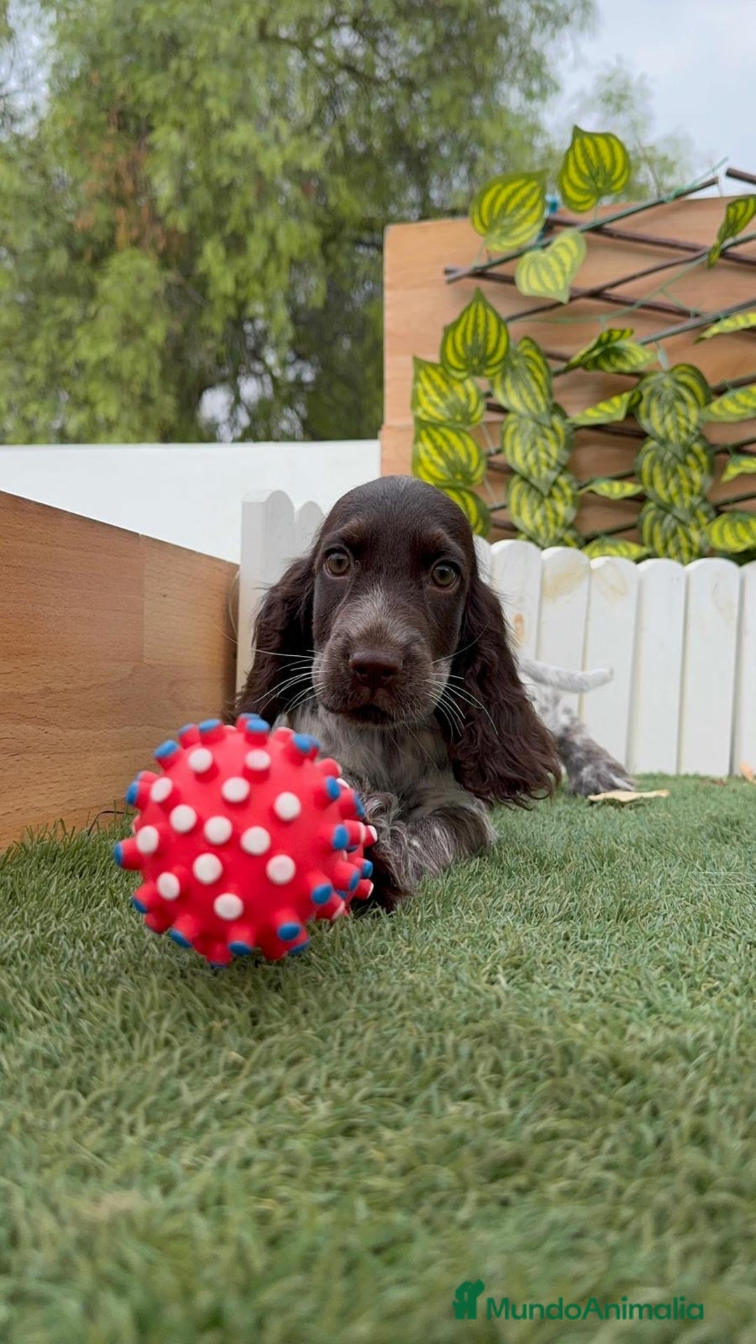 Cocker Spaniel Inglés perros en venta: COCKER RUANO - Imagen 14