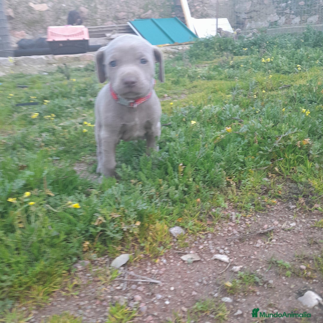 Weimaraner perros en venta: BRACO DE WEIMAR - Anuncio 7