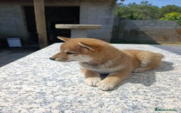 Shiba Inu perros en venta: SHIBA INU PONTEVEDRA - Imagen 4