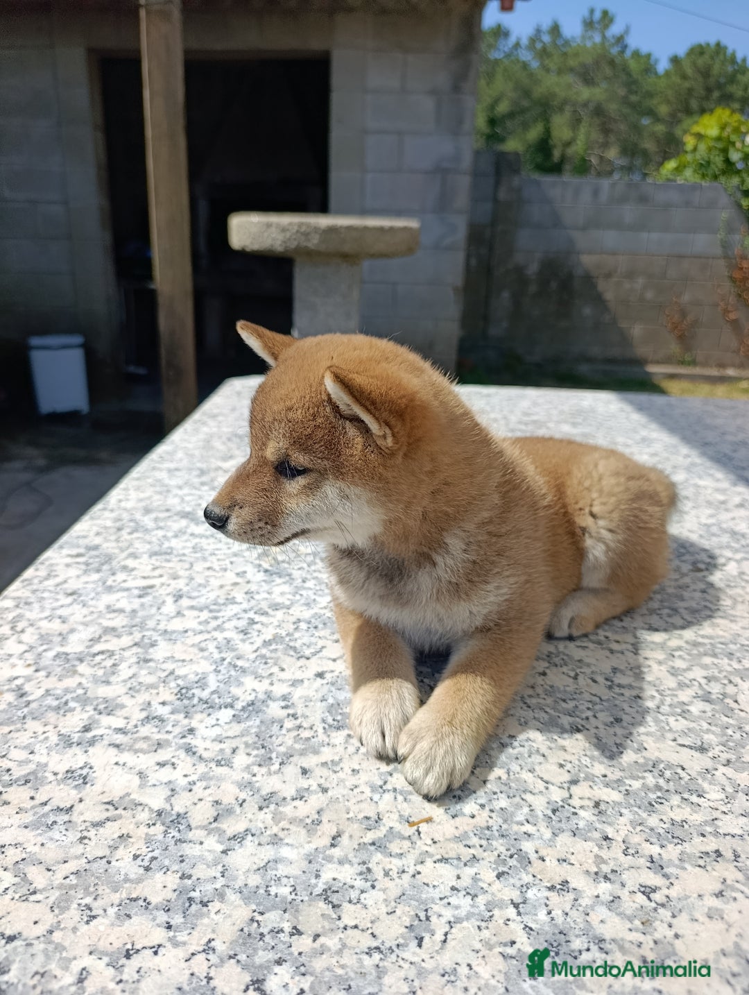 Shiba Inu perros en venta: SHIBA INU PONTEVEDRA - Imagen 4