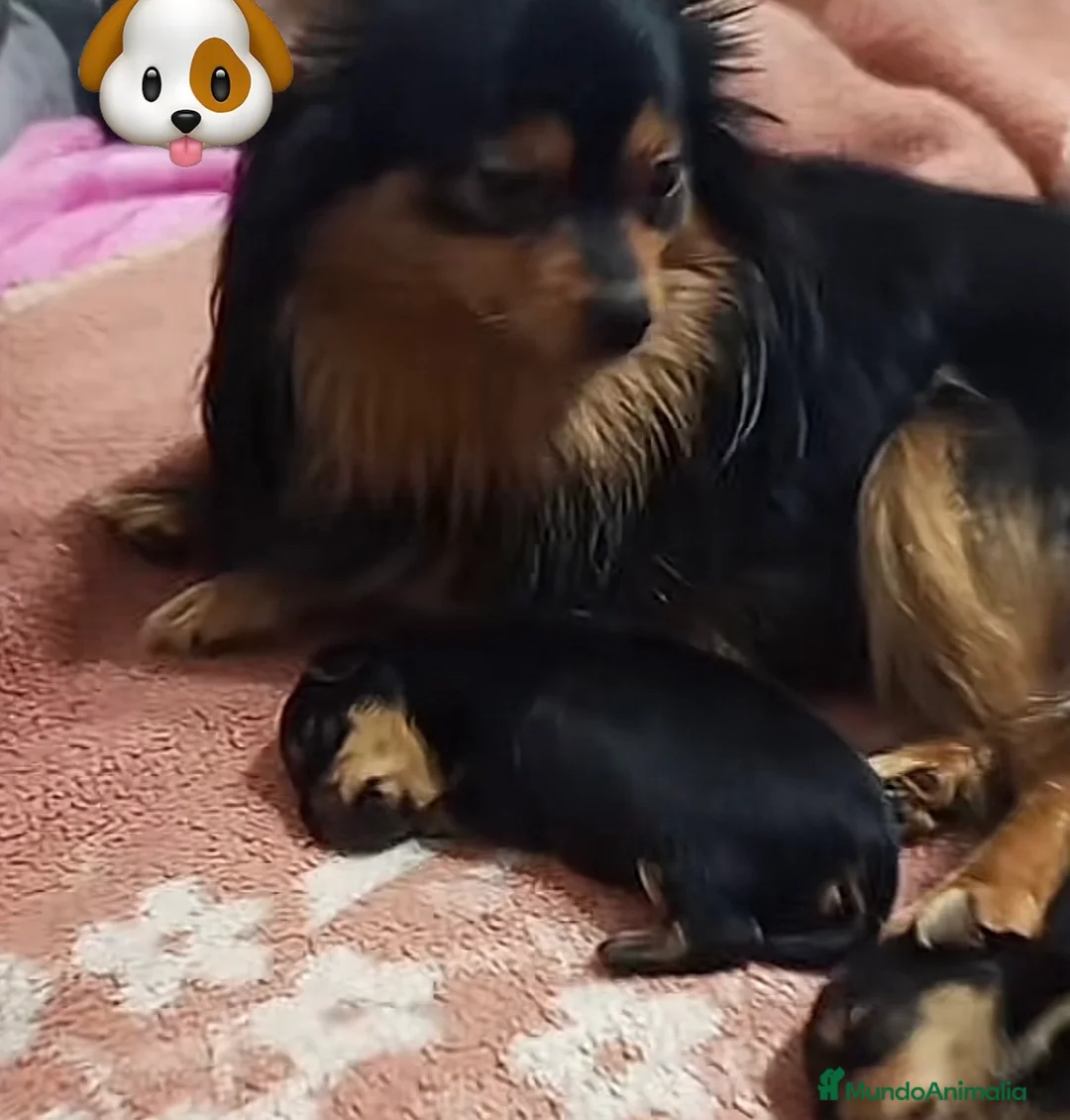 Pomerania perros en venta: Camada de Pomerania cara de zorro - Anuncio 1