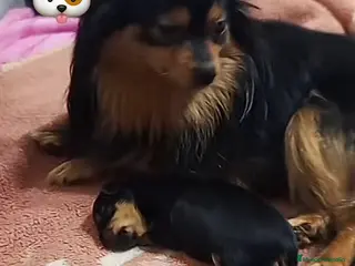 Pomerania perros Camada de Pomerania cara de zorro - Anuncio 1