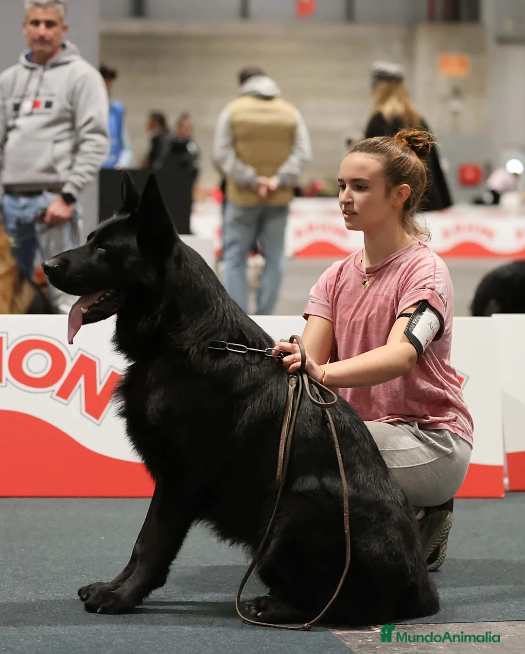Pastor Alemán perros en venta: pastor alemán negro sólido belleza - Anuncio 2