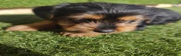 Yorkshire Terrier perros en venta: Cachorros Yorkshire terrier en Zaragoza - Anuncio 5