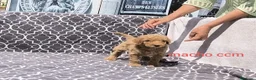 Caniche Gigante perros en venta: Caniches gigantes  - Anuncio 15