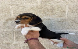 Beagle perros en venta: Beagles para entregar  - Imagen 5