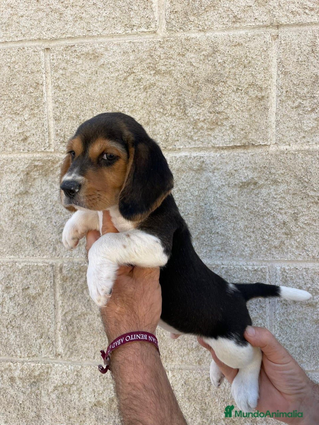 Beagle perros en venta: Beagles para entregar  - Imagen 5