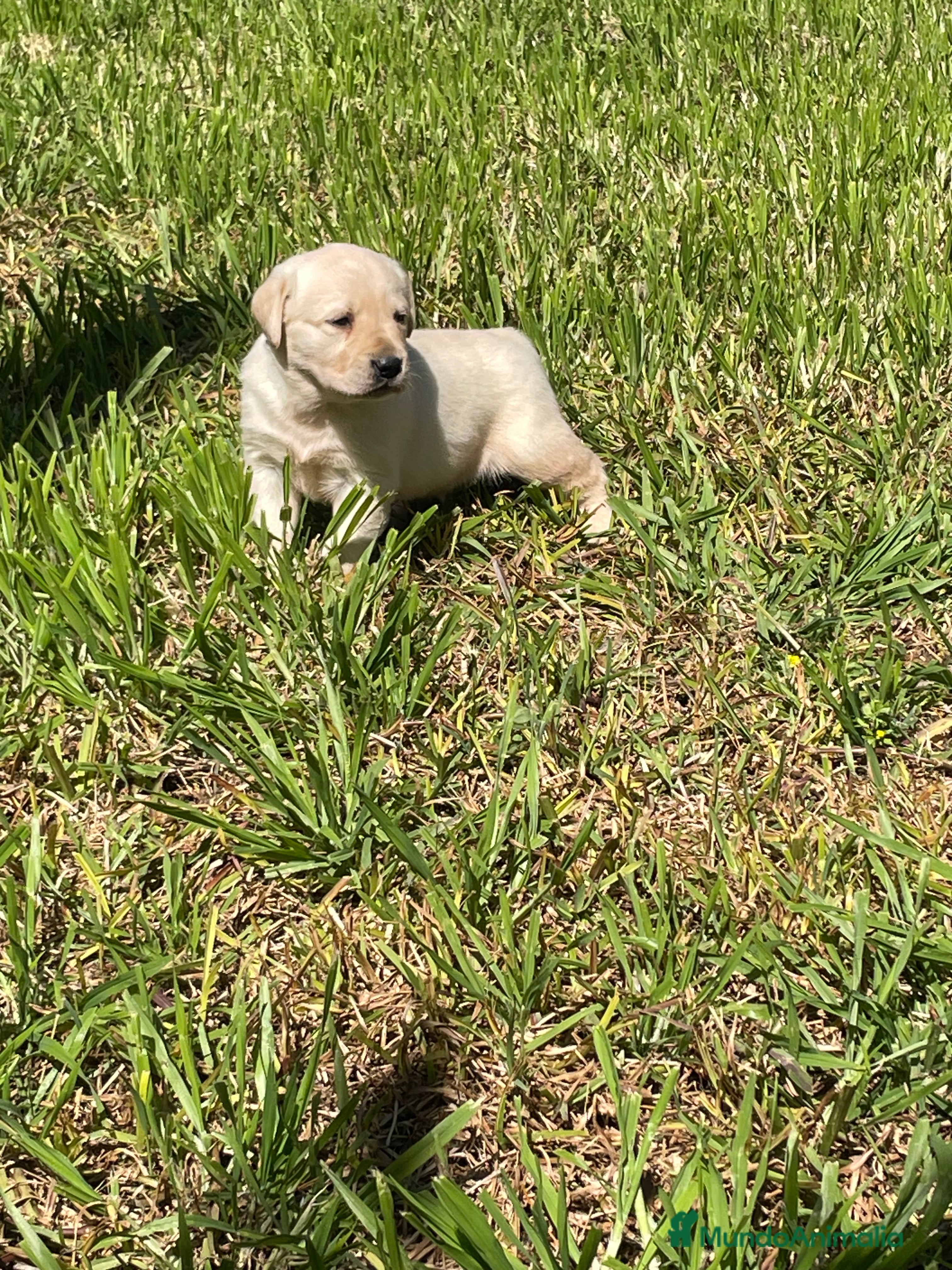 Labrador Retriever perros Labradores  - Anuncio 1