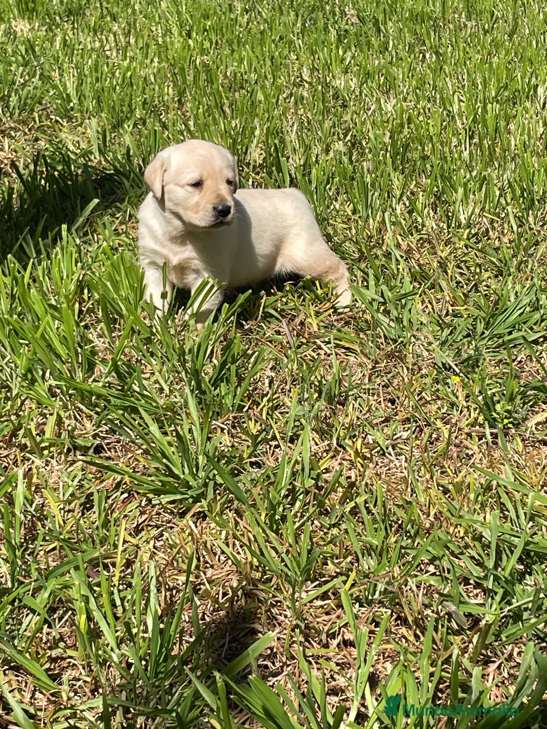 Labrador Retriever perros en venta: Labradores  - Anuncio 1