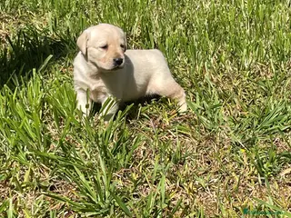 Labrador Retriever perros Labradores - Anuncio 1